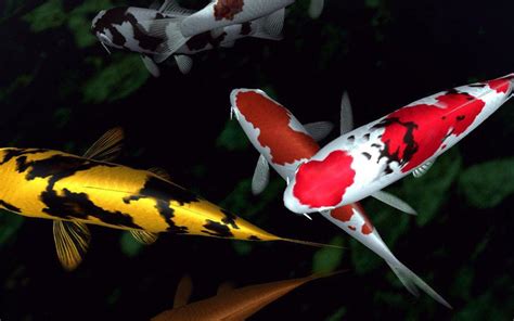 koi fish online